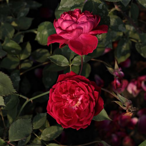 Gärtnerei - Rosa Gruss an Teplitz - rot - chinarosen - stark duftend - Rudolf Geschwind - Hinaufstrebender Wuchs. Gut geeignet als dekoration für Blumenbeete, aber auch für Hecken. Ihre schönen und duftenden Blüten sind auch als Schnittblume perfekt.